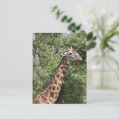 Carte Postale girafe long cou (Debout devant)