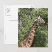 Carte Postale girafe long cou (Devant / Derrière)