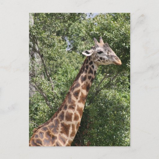 Carte Postale girafe long cou (Devant)