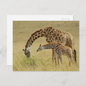 Carte Postale Girafe maasaï mère et bébé, Giraffa (Devant / Derrière)