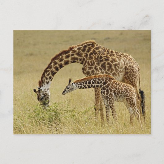 Carte Postale Girafe maasaï mère et bébé, Giraffa (Devant)