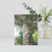 Carte Postale Girafe mangeant la feuille (Debout devant)