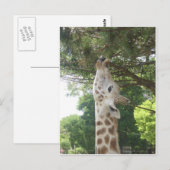 Carte Postale Girafe mangeant la feuille (Devant / Derrière)