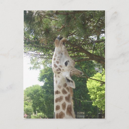 Carte Postale Girafe mangeant la feuille (Devant)