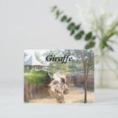 Carte Postale Girafe n° 12 (Debout devant)