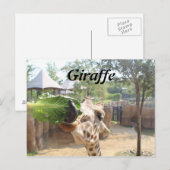 Carte Postale Girafe n° 12 (Devant / Derrière)