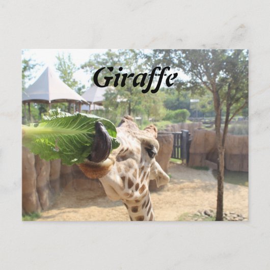 Carte Postale Girafe n° 12 (Devant)