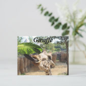 Carte Postale Girafe n° 14 (Debout devant)