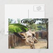 Carte Postale Girafe n° 14 (Devant / Derrière)