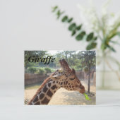 Carte Postale Girafe n° 18 (Debout devant)