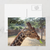 Carte Postale Girafe n° 18 (Devant / Derrière)