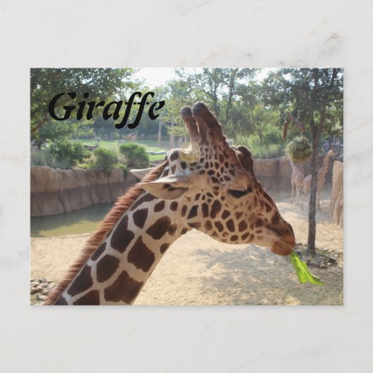 Carte Postale Girafe n° 18 (Devant)