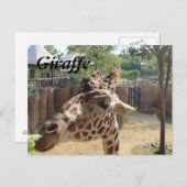 Carte Postale Girafe n° 4 (Devant / Derrière)