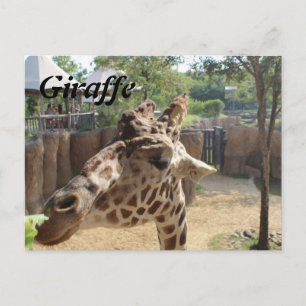 Carte Postale Girafe n° 4