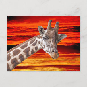 Carte Postale Girafe Portrait animal contre un ciel couché de so