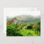 Carte Postale girafe postkarte (Devant / Derrière)