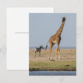 Carte Postale Girafe près d'un point d'eau (Devant / Derrière)
