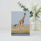 Carte Postale Girafe près d'un point d'eau (Debout devant)