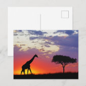 Carte Postale Girafe silhouettée au lever de soleil, Giraffa (Devant / Derrière)