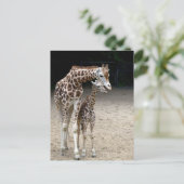 Carte Postale Girafe with child (Debout devant)