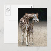 Carte Postale Girafe with child (Devant / Derrière)