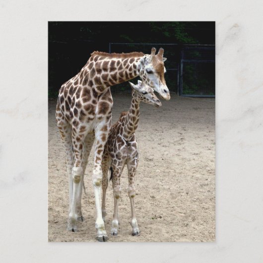 Carte Postale Girafe with child (Devant)