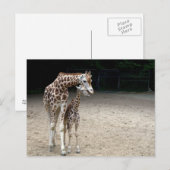 Carte Postale Girafe with child (Devant / Derrière)
