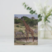 Carte Postale girafe zèbre (Debout devant)