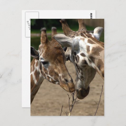 Carte Postale Girafes (Devant / Derrière)