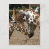 Carte Postale Girafes (Devant)