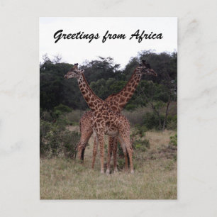 Carte Postale girafes croisées