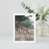 Carte Postale girafes et arbres (Debout devant)