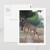 Carte Postale girafes et arbres (Devant / Derrière)