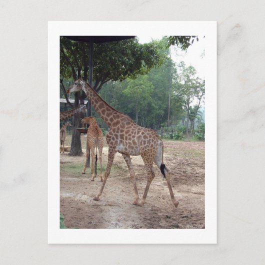 Carte Postale girafes et arbres (Devant)