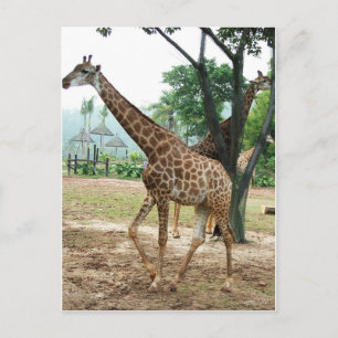Carte Postale Girafes et arbres,长颈鹿. Photographie de zoo d'anima
