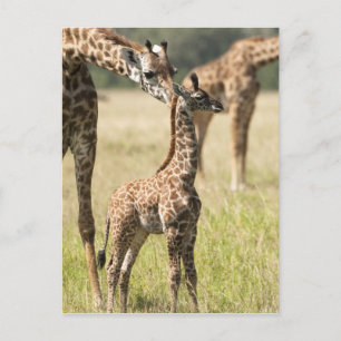 Carte Postale Girafes maasaï, Giraffa camelopardalis 2