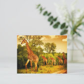 Carte Postale girafes sud-africaines (Debout devant)