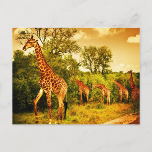 Carte Postale girafes sud-africaines