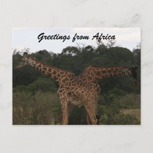 Carte Postale girafes traversant l'afrique
