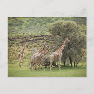 Carte Postale Giraffa, Giraffa camelopardalis, Kgalagadi 3