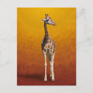 CARTE POSTALE GIRAFFE