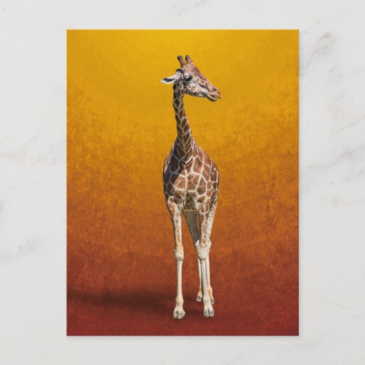 CARTE POSTALE GIRAFFE (Devant)