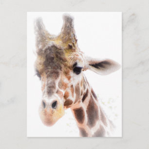 Carte postale Giraffe
