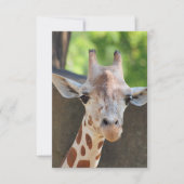 Carte postale Giraffe (Devant)