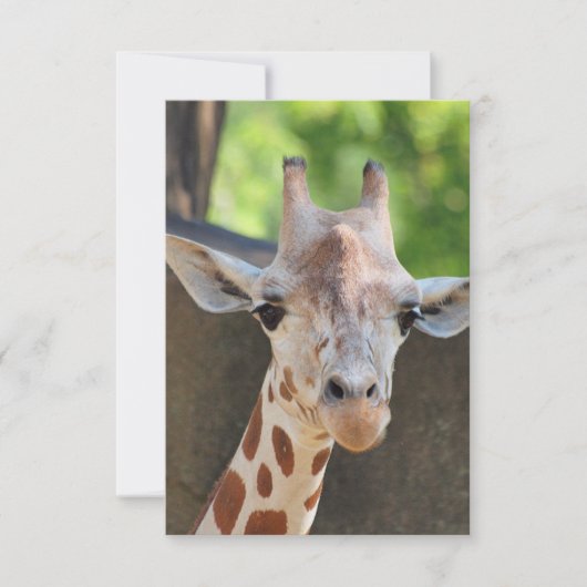 Carte postale Giraffe (Devant)