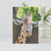Carte postale Giraffe (Debout devant)