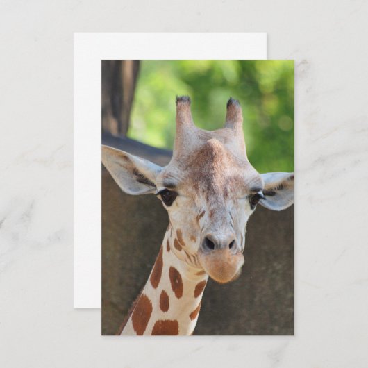 Carte postale Giraffe (Devant / Derrière)