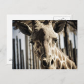 Carte Postale Giraffe (Devant / Derrière)
