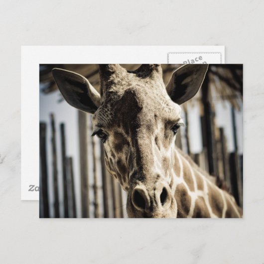 Carte Postale Giraffe (Devant / Derrière)