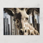 Carte Postale Giraffe (Devant)